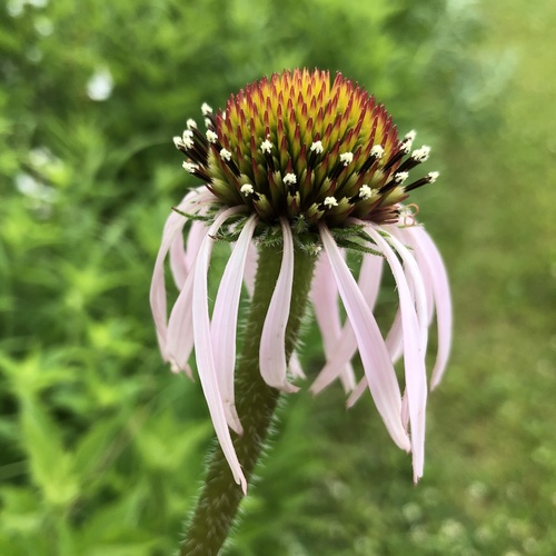 pale purple coneflower (Echinacea pallida)