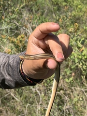 Ophisaurus compressus