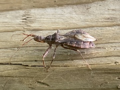 Acholla multispinosa