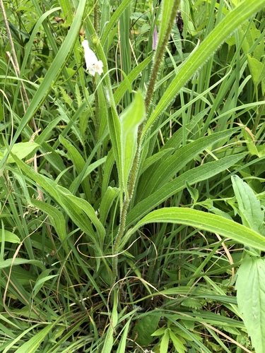 Echinacea pallida