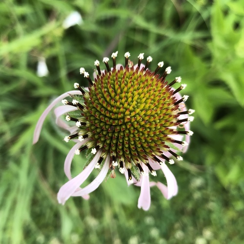 Echinacea pallida