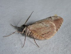 Stamnoctenis pearsalli