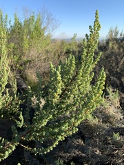 Cliffortia polygonifolia