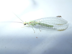 Chrysopa coloradensis