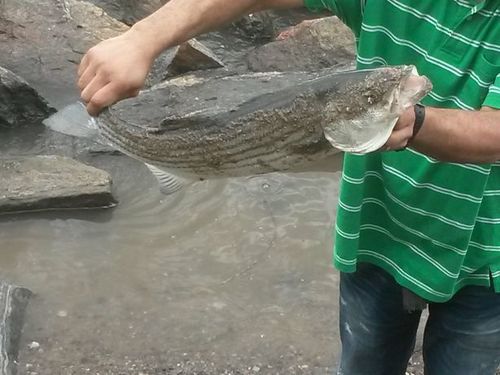 Morone saxatilis