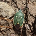 Say's Stink Bug - Photo (c) James Bailey, some rights reserved (CC BY-NC), uploaded by James Bailey