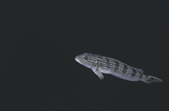 Pseudopercis semifasciata