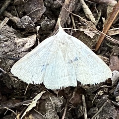 Chytolita morbidalis