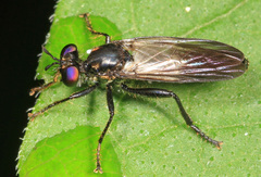 Eudioctria albius