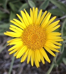 Pentanema montanum