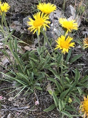 Pentanema montanum