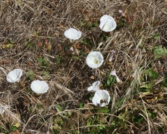 Calystegia macrostegia macrostegia