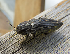 Chalcophora angulicollis