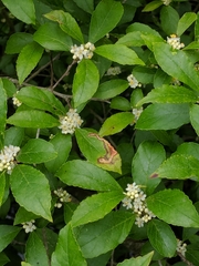 Phytomyza ilicis group