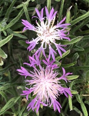 Centaurea linifolia