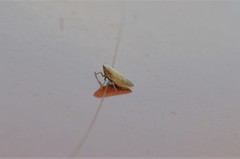 Aphrodinae
