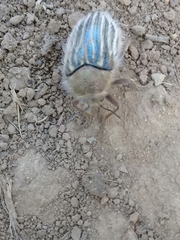 Julodis onopordi