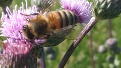 Apis mellifera