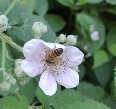 Apis mellifera