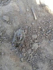 Julodis onopordi
