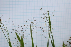 Dichanthelium implicatum