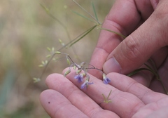 Pediomelum linearifolium