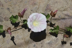 Calystegia macrostegia macrostegia