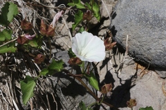 Calystegia macrostegia macrostegia