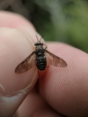 Chrysops fuliginosus