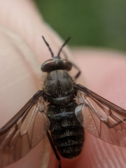 Chrysops fuliginosus