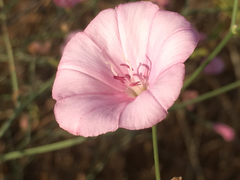 Convolvulus dorycnium