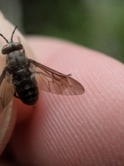 Chrysops fuliginosus