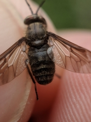 Chrysops fuliginosus