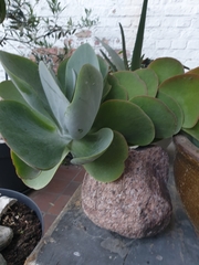 Kalanchoe luciae