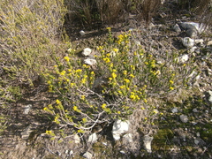 Euryops muirii