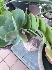 Kalanchoe luciae