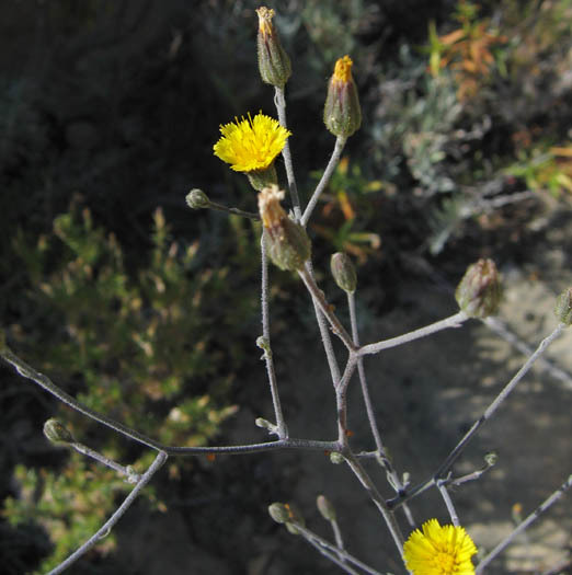 Hieracium argutum