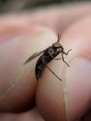 Chrysops fuliginosus