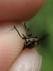 Chrysops fuliginosus