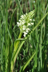 Dactylorhiza incarnata ochroleuca