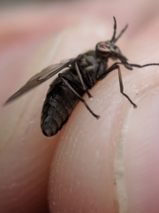 Chrysops fuliginosus