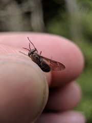 Chrysops fuliginosus