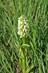 Dactylorhiza incarnata ochroleuca