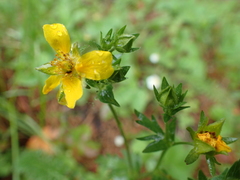 Potentilla drummondii