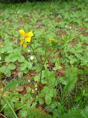 Potentilla drummondii