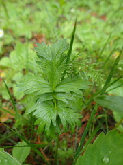 Potentilla drummondii