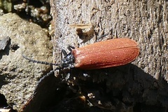 Macrolygistopterus rubripennis