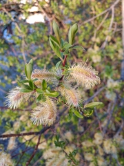 Salix planifolia