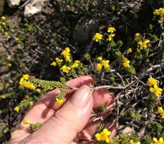 Euryops muirii