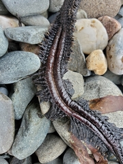 Alitta